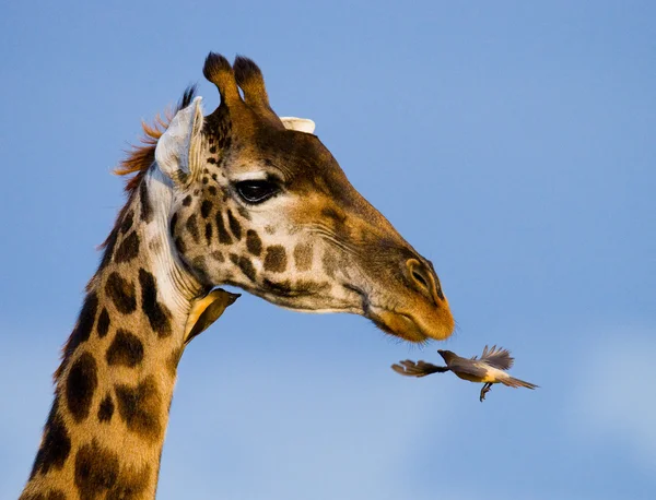 Retrato de uma girafa curiosa — Fotografia de Stock