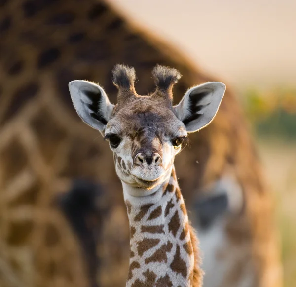 Linda jirafa bebé — Foto de Stock