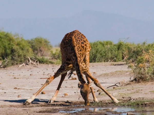 Una giraffa (Giraffa camelopardalis ) — Foto Stock