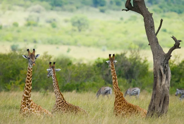Grup vahşi zürafalar — Stok fotoğraf