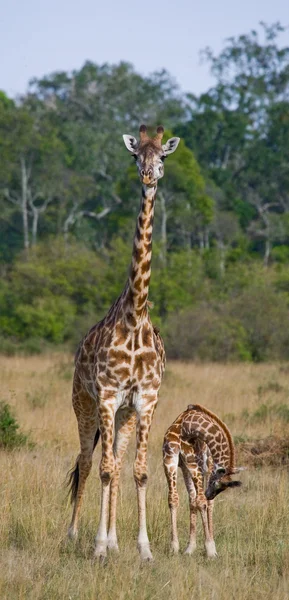 Mor giraff med sin baby — Stockfoto