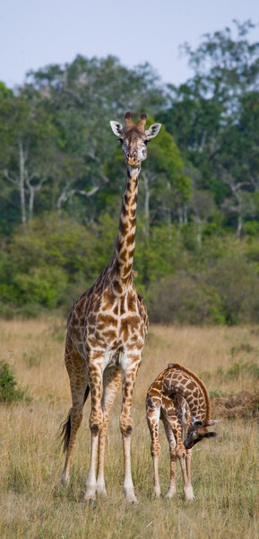 mother giraffe with her baby