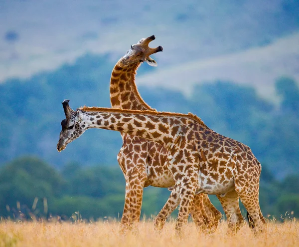 Casal de girafas em seu habitat — Fotografia de Stock