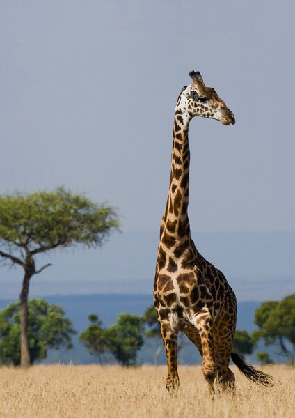 One giraffe (Giraffa camelopardalis)