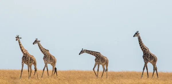 Giraffen in savanne buitenshuis — Stockfoto