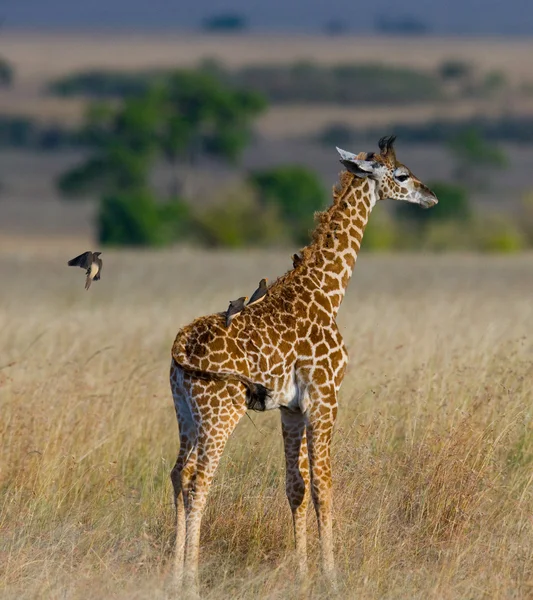 Porträtt av en nyfiken giraff — Stockfoto