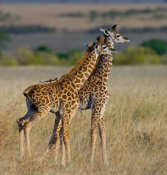 Girafes en savane en plein air — Photo