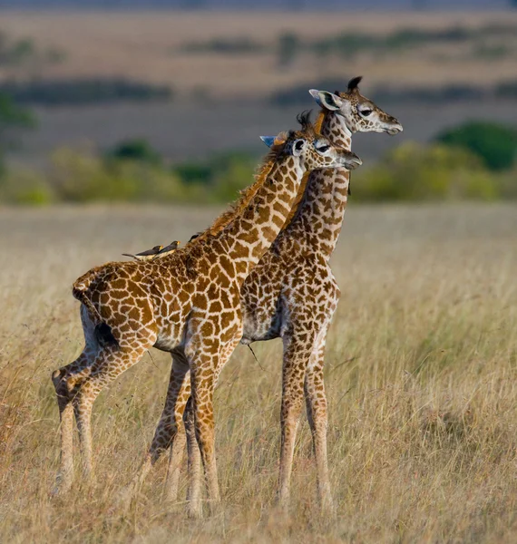 Girafas em savana ao ar livre — Fotografia de Stock