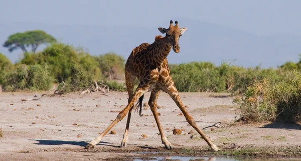 Uma girafa (Girafa camelopardalis ) — Fotografia de Stock