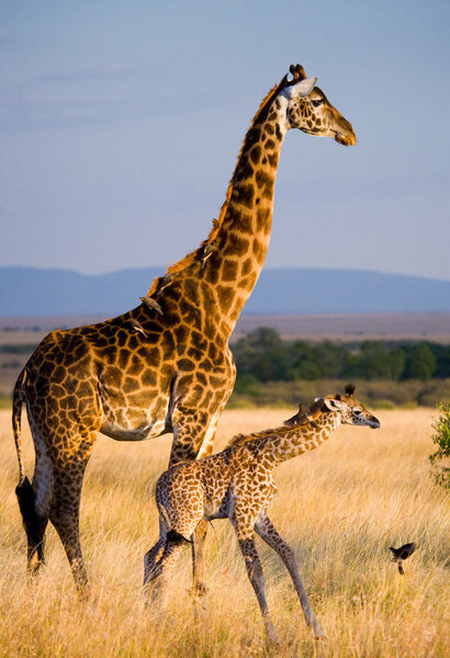 mother giraffe with her baby