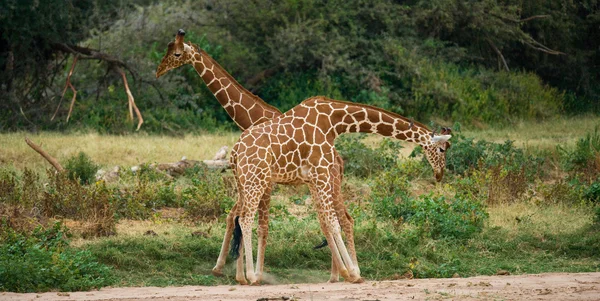Casal de girafas em seu habitat — Fotografia de Stock