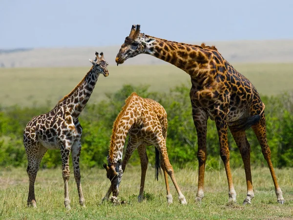 Group wild giraffes — Stock Photo, Image