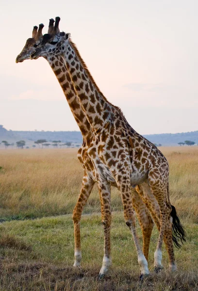 Жирафы в саванне на открытом воздухе — стоковое фото