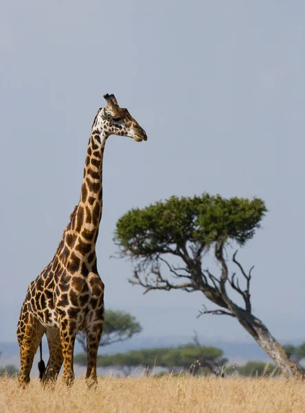 Uma girafa (Girafa camelopardalis ) — Fotografia de Stock