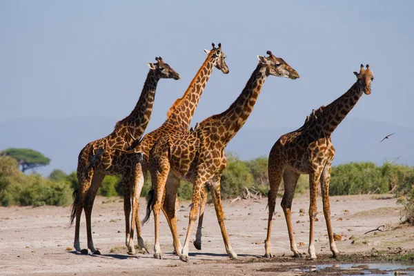Group wild giraffes — Stock Photo, Image