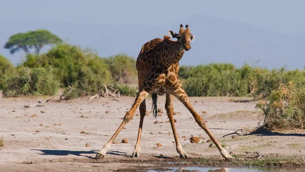 Один жираф (Giraffa camelopardalis ) — стоковое фото