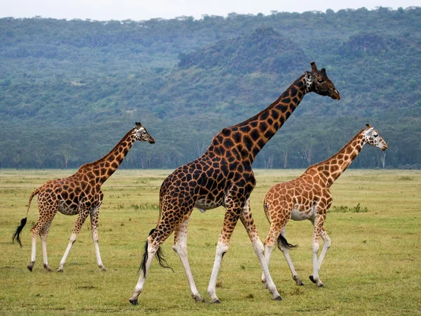 Jirafas en sabana al aire libre —  Fotos de Stock