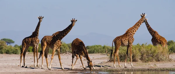 Grupa dzikie żyrafy — Zdjęcie stockowe