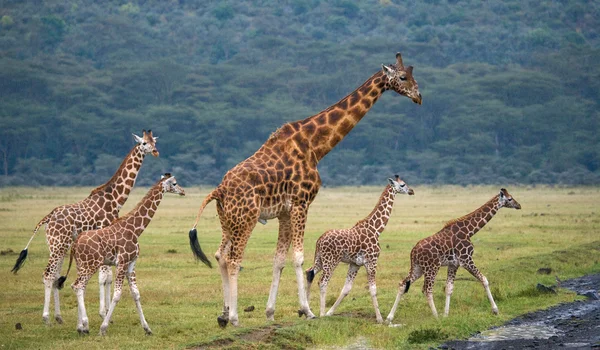 Girafas em savana ao ar livre — Fotografia de Stock