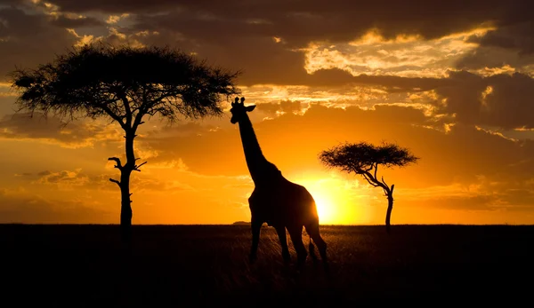 En sjiraff (Giraffa camelopardalis ) – stockfoto