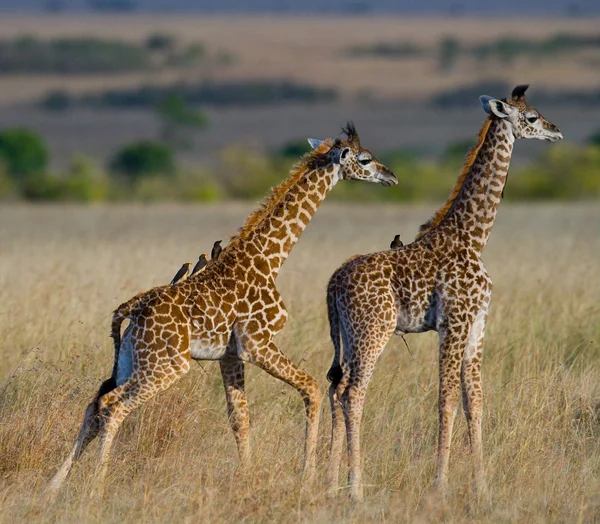 Girafas em savana ao ar livre — Fotografia de Stock