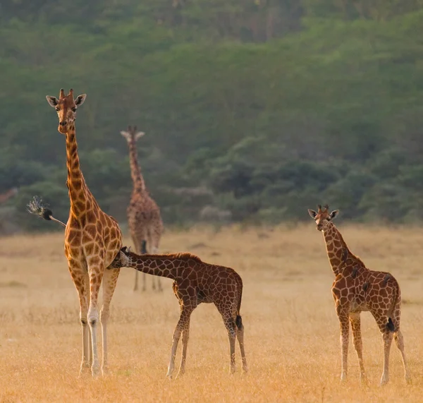 Giraffen in savanne buitenshuis — Stockfoto