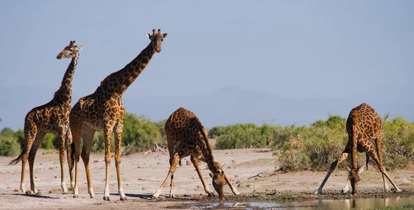 Groep wilde giraffen — Stockfoto