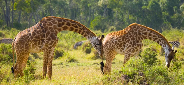 Giraffen in savanne buitenshuis — Stockfoto