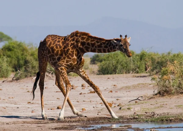 Une girafe (Giraffa camelopardalis) ) — Photo