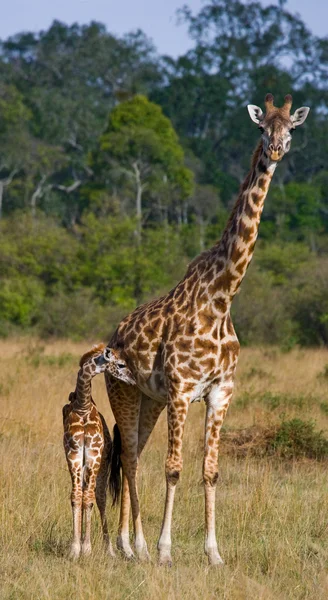 Moeder giraf met haar baby — Stockfoto