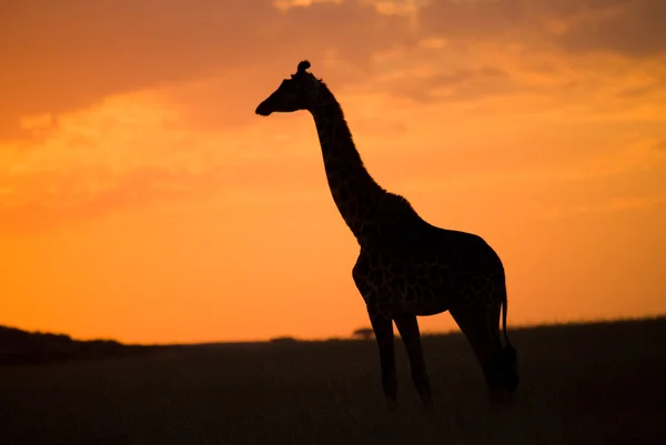 Один жираф ( Giraffa camelopardalis ) — стокове фото