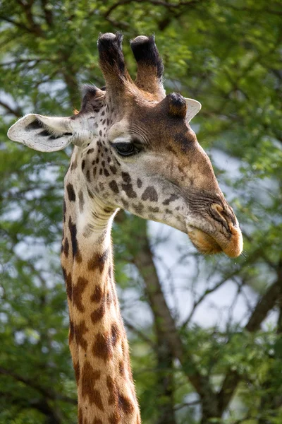 Portret ciekawej żyrafy — Zdjęcie stockowe