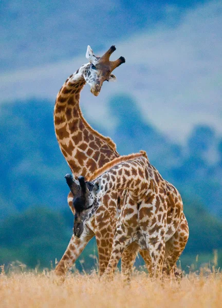 Casal de girafas em seu habitat — Fotografia de Stock