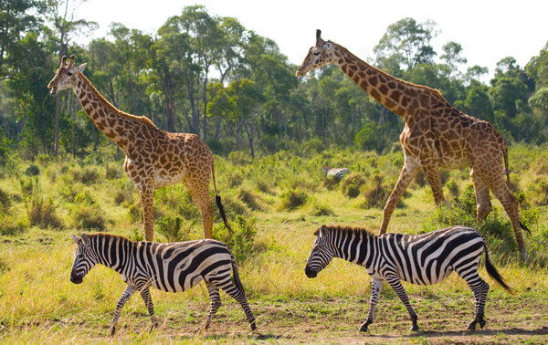 Zebras and two wild giraffes on background in savanna outdoors in its habitat