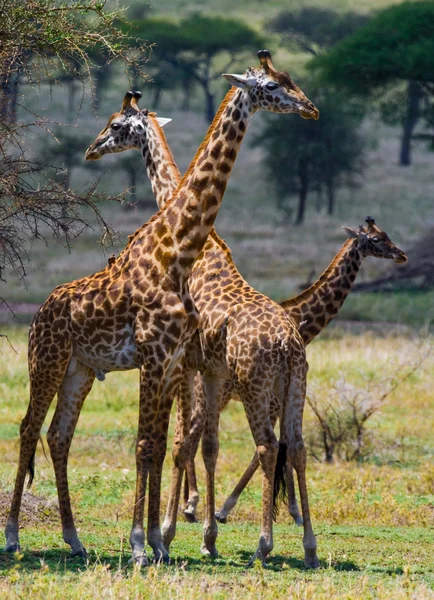 Giraffen in savanne buitenshuis — Stockfoto