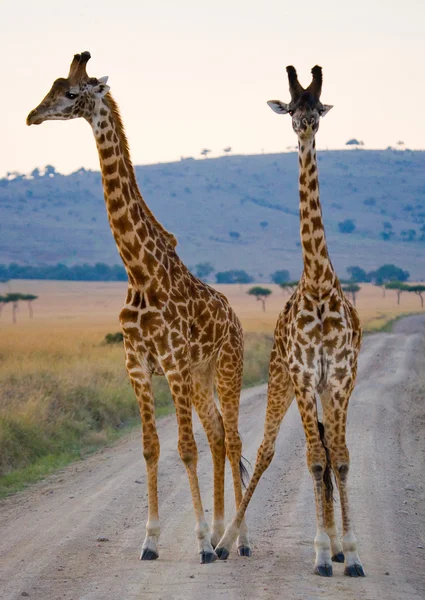 Giraffer i savanna utomhus — Stockfoto