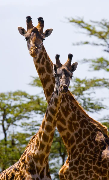 Giraffes in savanna outdoors — Stock Photo, Image