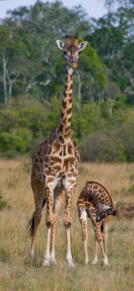 Mama girafa cu copilul ei — Fotografie, imagine de stoc