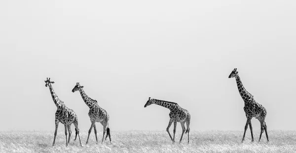Жирафи в савані на відкритому повітрі — стокове фото