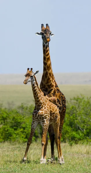 Mor giraff med sin baby — Stockfoto