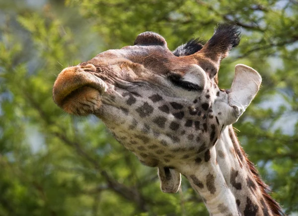 Portret van een nieuwsgierige giraffe — Stockfoto