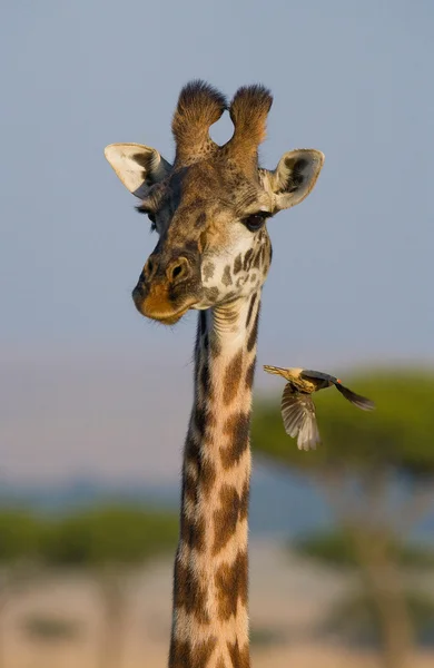 Porträt einer neugierigen Giraffe — Stockfoto