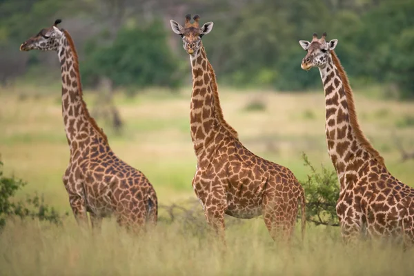 Skupina divokých žirafy — Stock fotografie
