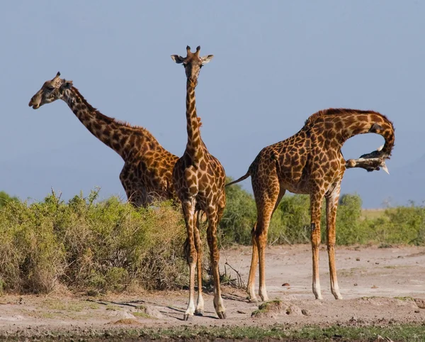 Groupe girafes sauvages — Photo