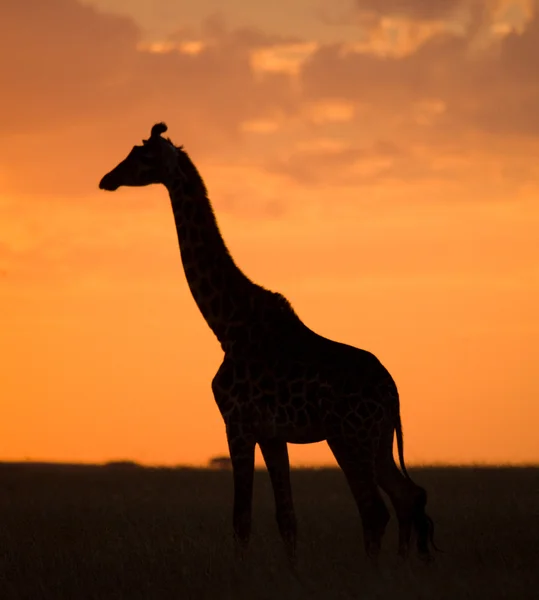 Una jirafa (Giraffa camelopardalis ) — Foto de Stock