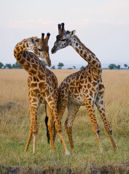 Girafas em savana ao ar livre — Fotografia de Stock