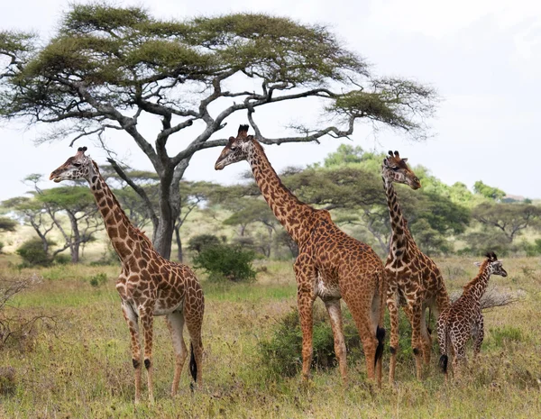 Grupo de jirafas silvestres — Foto de Stock