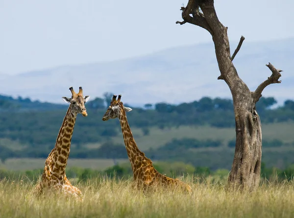 Жирафы в саванне на открытом воздухе — стоковое фото
