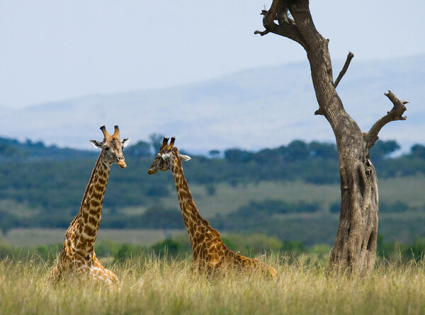 Two wild giraffes in savanna outdoors in its habitat