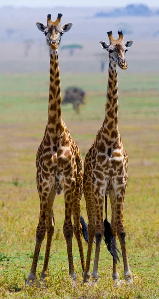 Zsiráfok-savanna szabadban — Stock Fotó